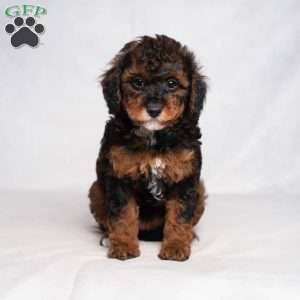 Jaylene, Cavapoo Puppy